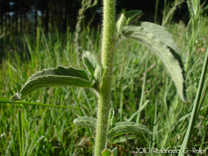 Campuloclinium macrocephalum