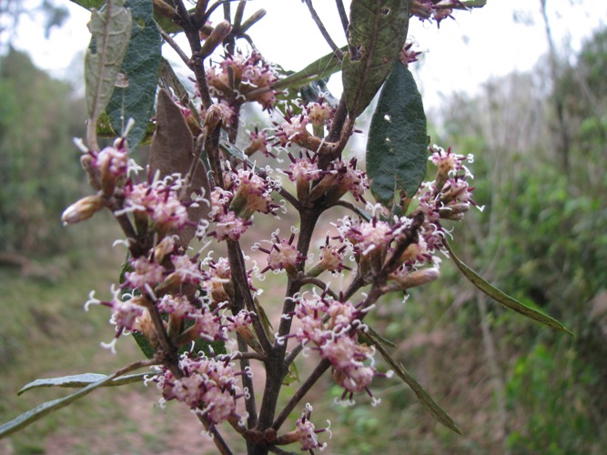 Vernonanthura discolor