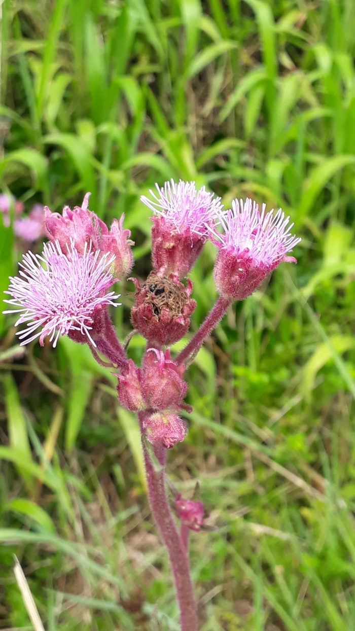 Campuloclinium macrocephalum