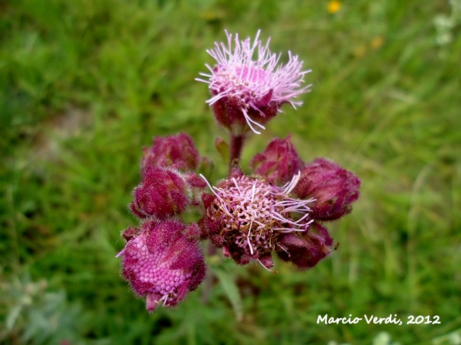 Campuloclinium macrocephalum