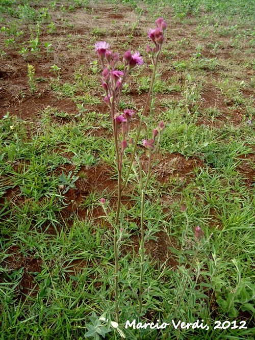 Campuloclinium macrocephalum