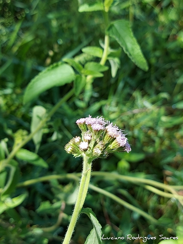 Barrosoa candolleana