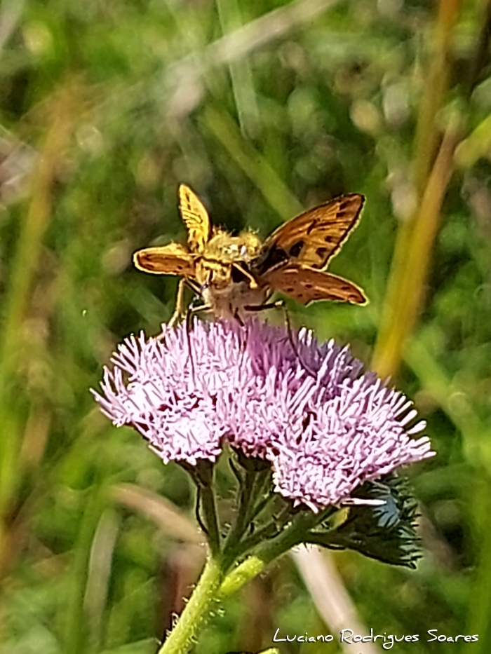 Barrosoa candolleana