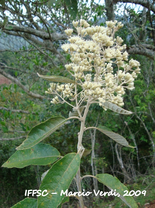 Vernonanthura discolor