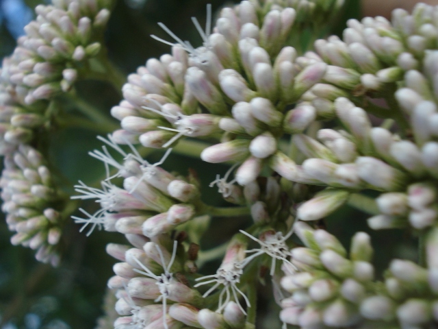 Austroeupatorium inulaefolium