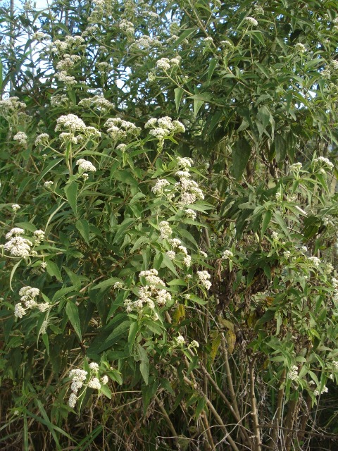 Austroeupatorium inulaefolium