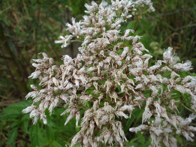 Austroeupatorium inulaefolium