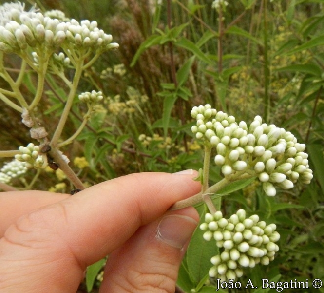 Austroeupatorium inulaefolium