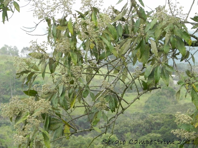 Vernonanthura discolor