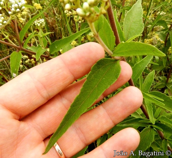 Austroeupatorium inulaefolium