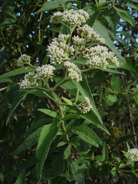 Austroeupatorium inulaefolium