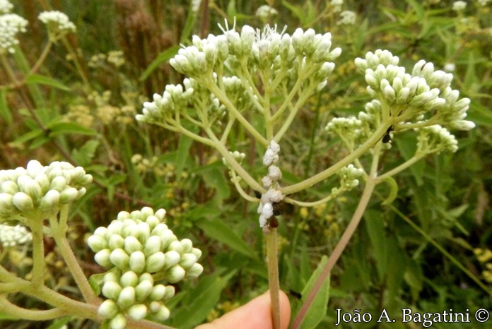 Austroeupatorium inulaefolium