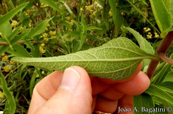 Austroeupatorium inulaefolium