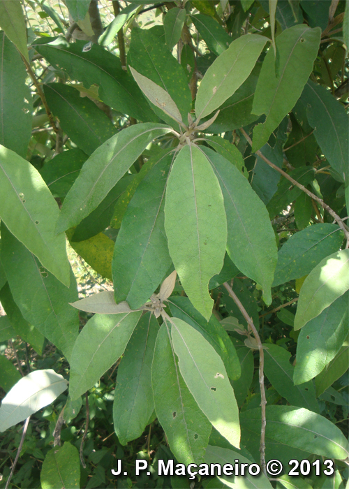 Vernonanthura discolor