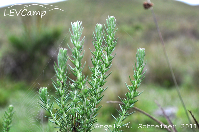 Baccharis megapotamica