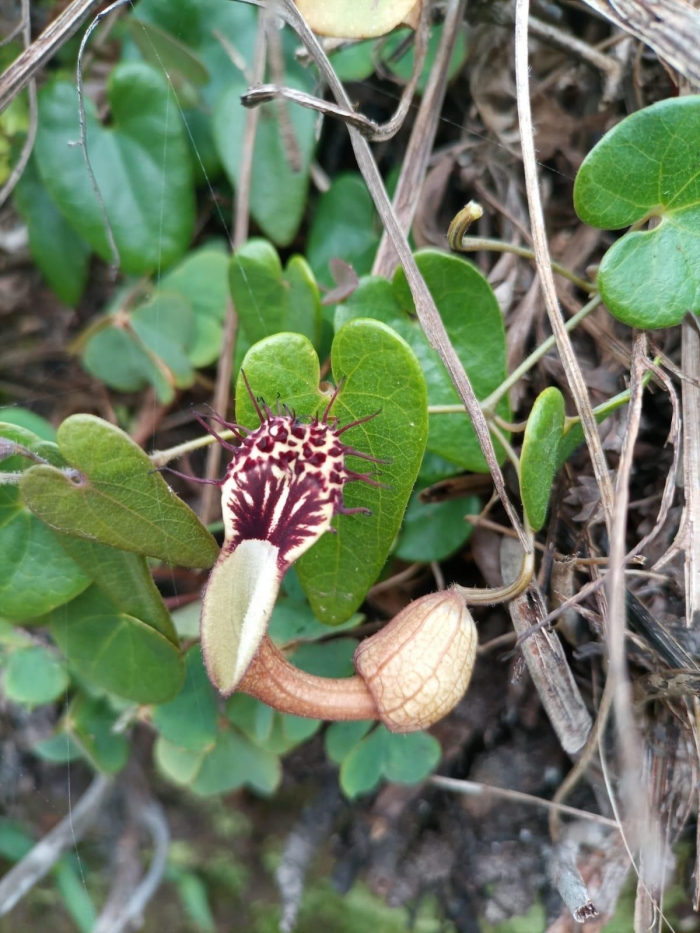 Aristolochia robertii