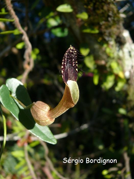 Aristolochia robertii