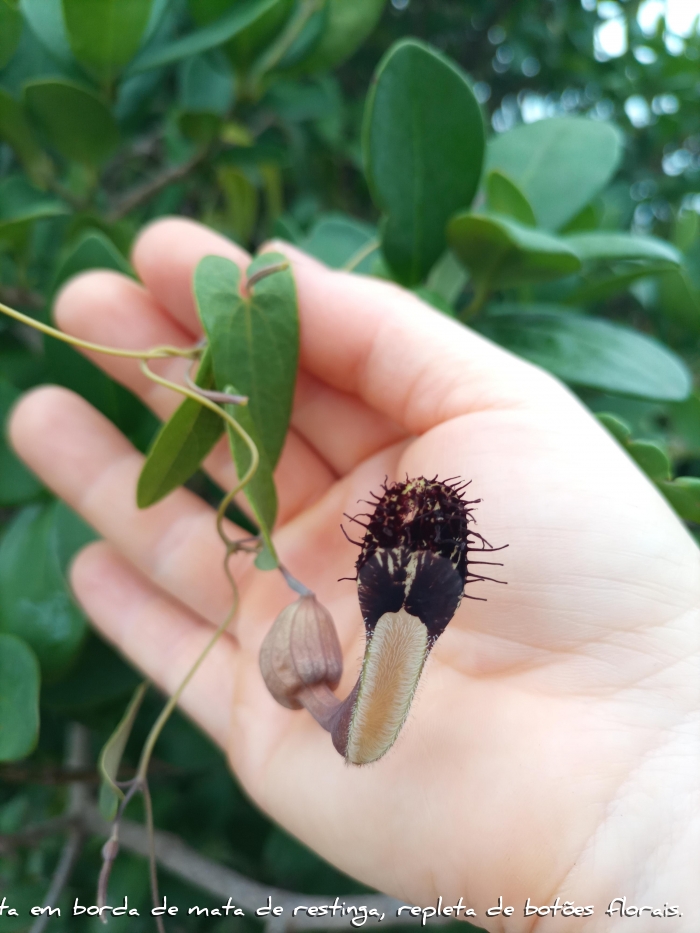 Aristolochia robertii