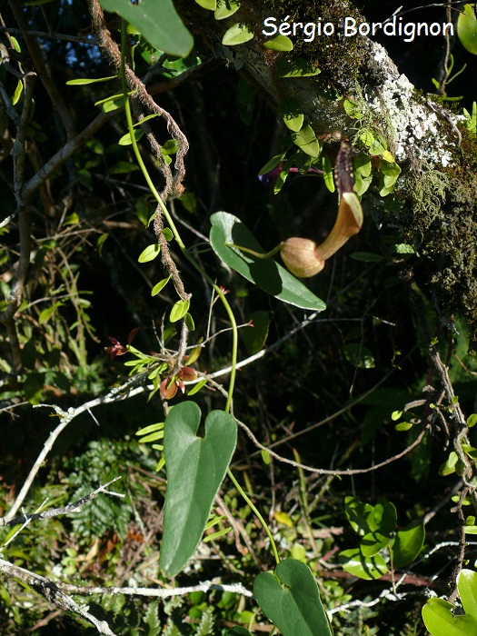 Aristolochia robertii
