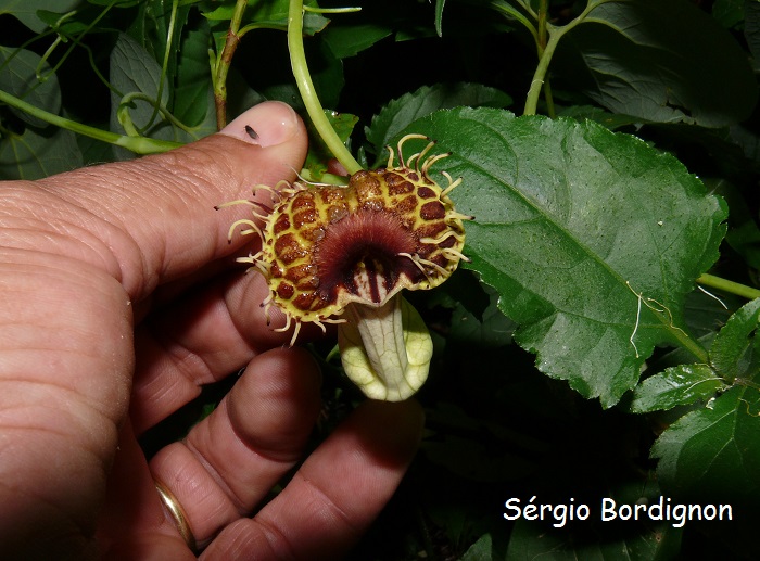 Aristolochia fimbriata