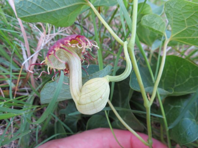 Aristolochia fimbriata