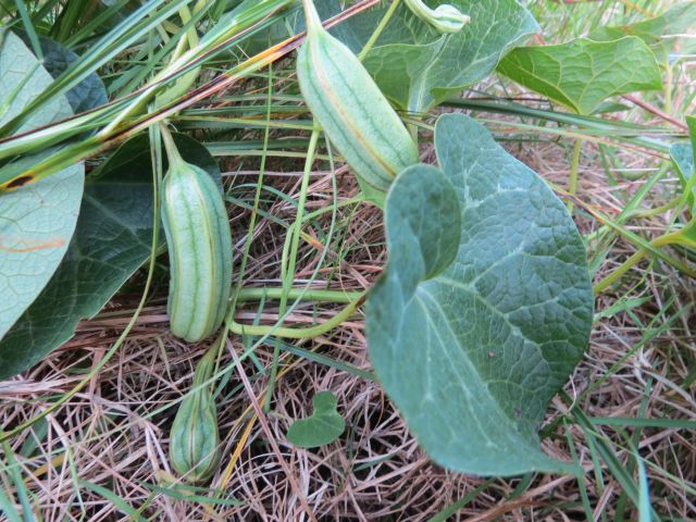 Aristolochia fimbriata