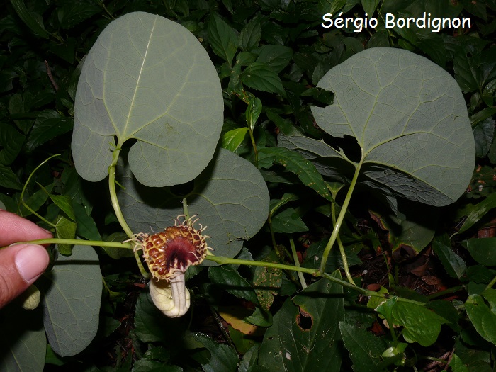 Aristolochia fimbriata