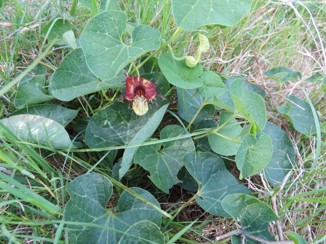 Aristolochia fimbriata