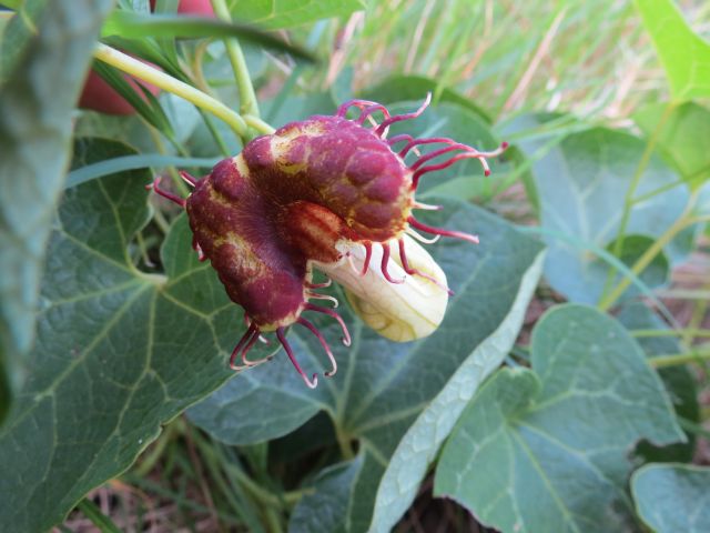 Aristolochia fimbriata