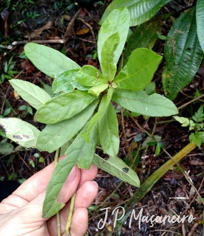 Vernonanthura puberula