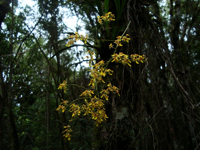 Gomesa loefgrenii