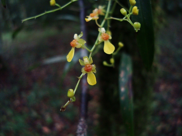 Gomesa loefgrenii