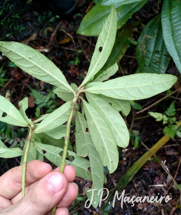 Vernonanthura puberula
