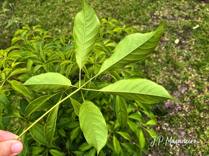 Cybistax antisyphilitica