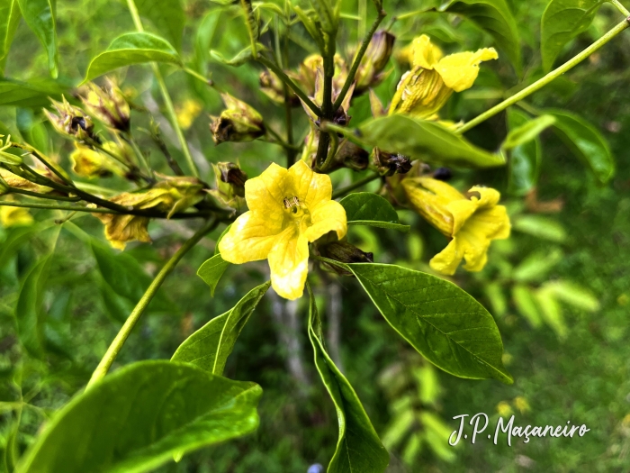 Cybistax antisyphilitica