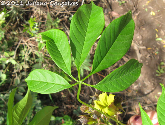 Cybistax antisyphilitica