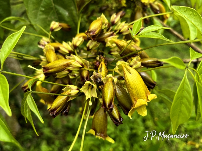 Cybistax antisyphilitica