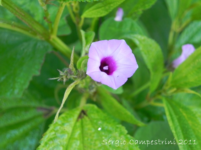 Ipomoea triloba