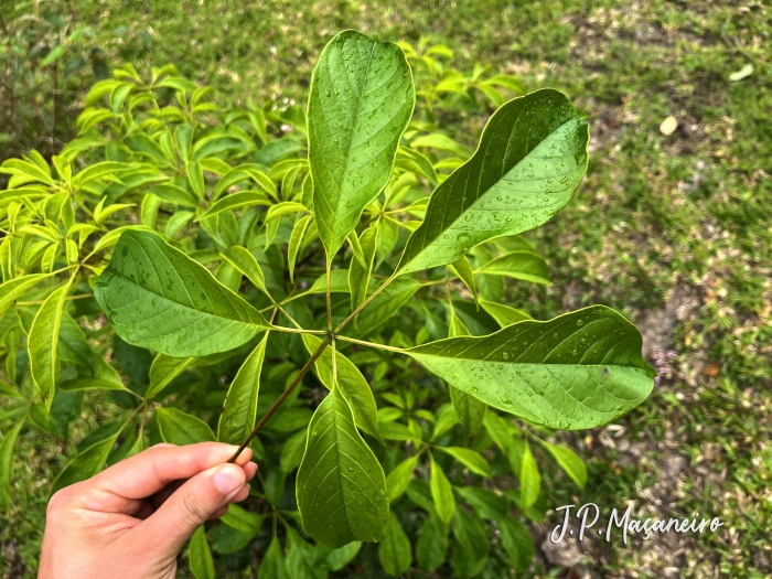 Cybistax antisyphilitica