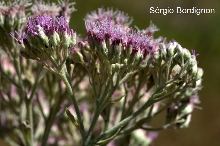 Eupatorium multicrenulatum