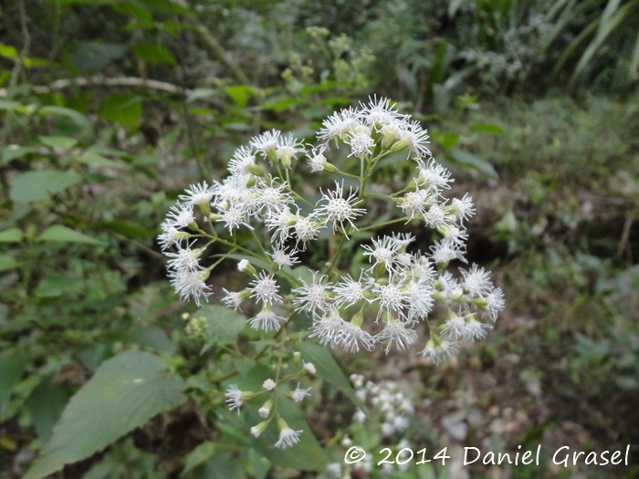 Eupatorium consanguineum