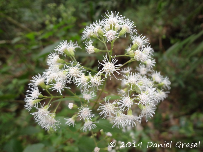 Eupatorium consanguineum