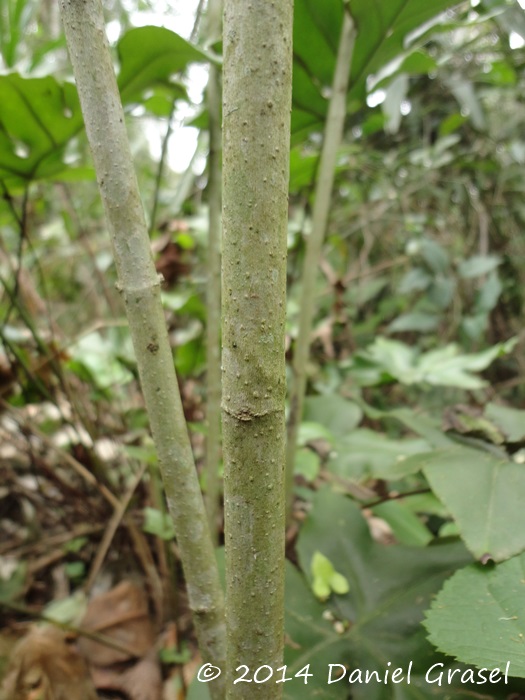 Eupatorium consanguineum