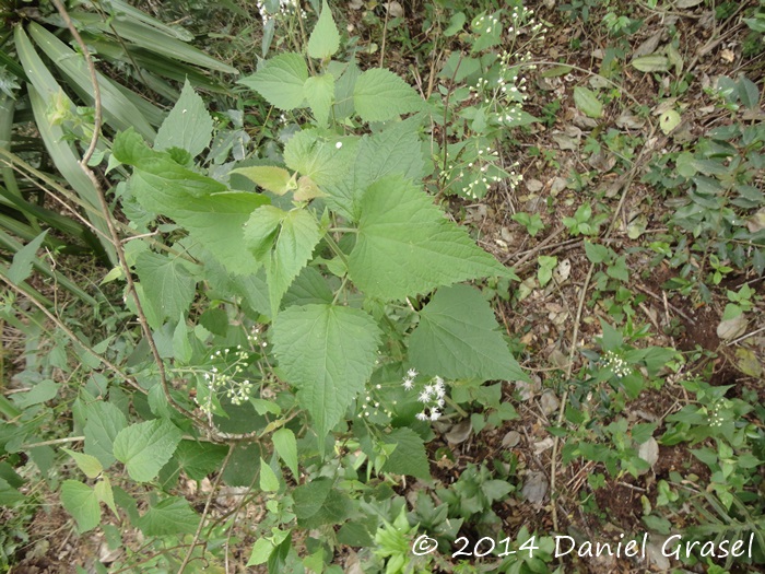 Eupatorium consanguineum