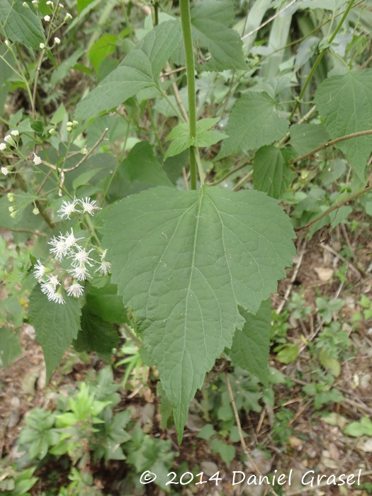 Eupatorium consanguineum