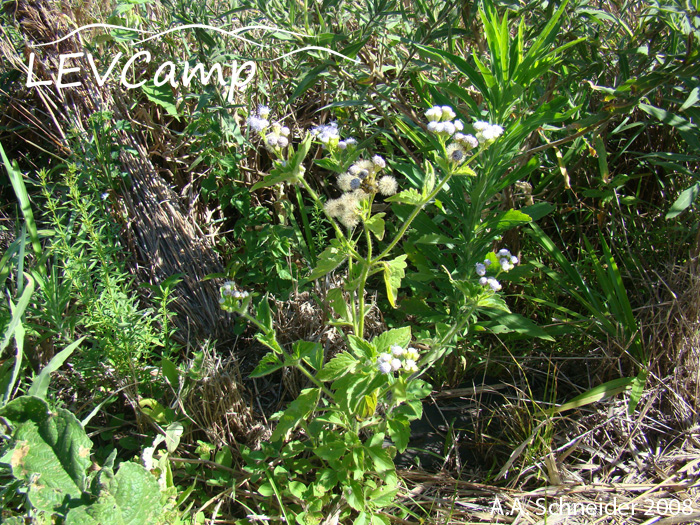 Eupatorium pauciflorum