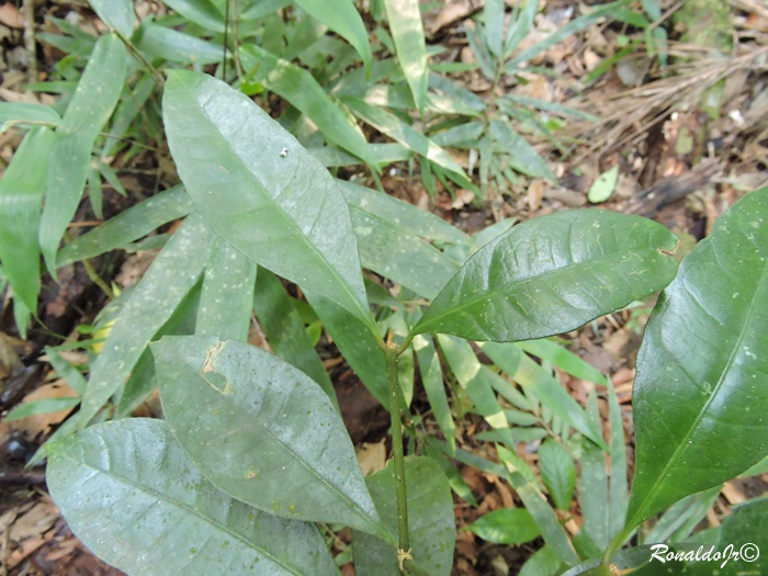 Margaritopsis cymuligera