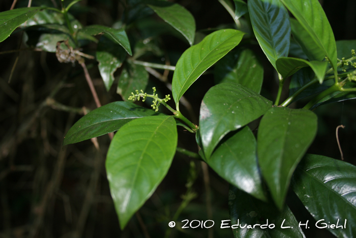 Psychotria myriantha