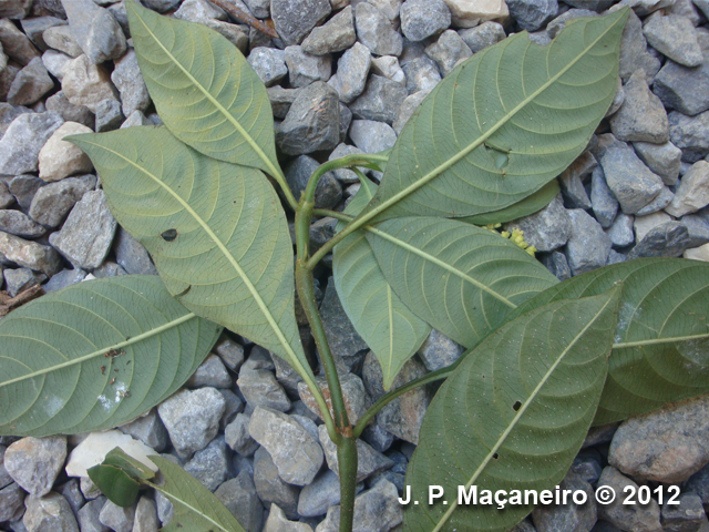 Psychotria myriantha