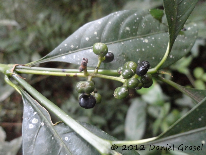 Psychotria myriantha